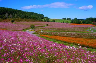 賞花小旅行