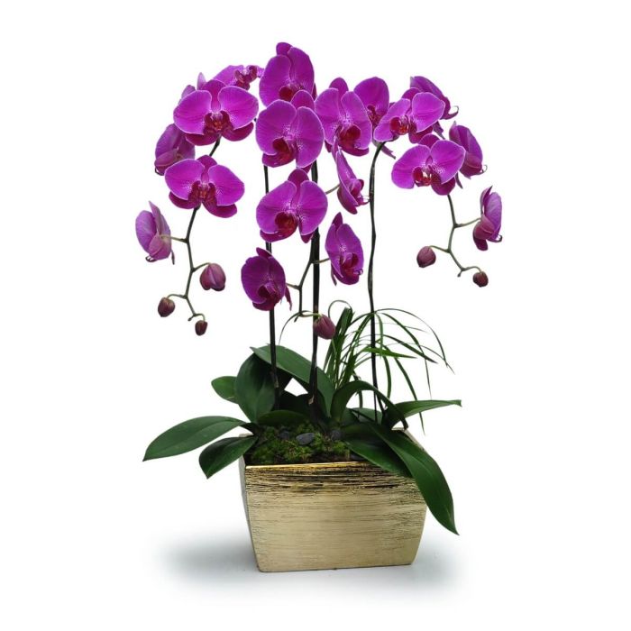 Purple Phalaenopsis orchid plant