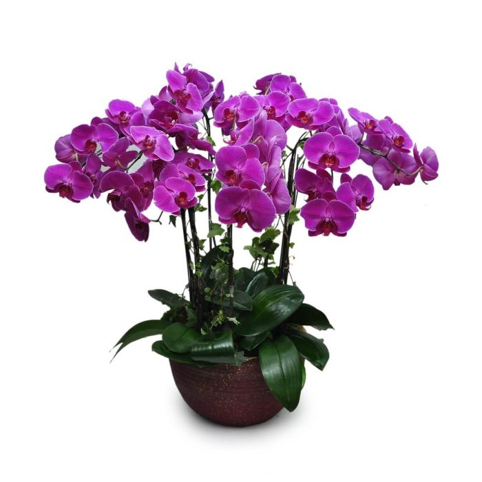 Grand Phalaenopsis orchid plant