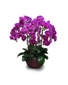 Regal Phalaenopsis orchid plant