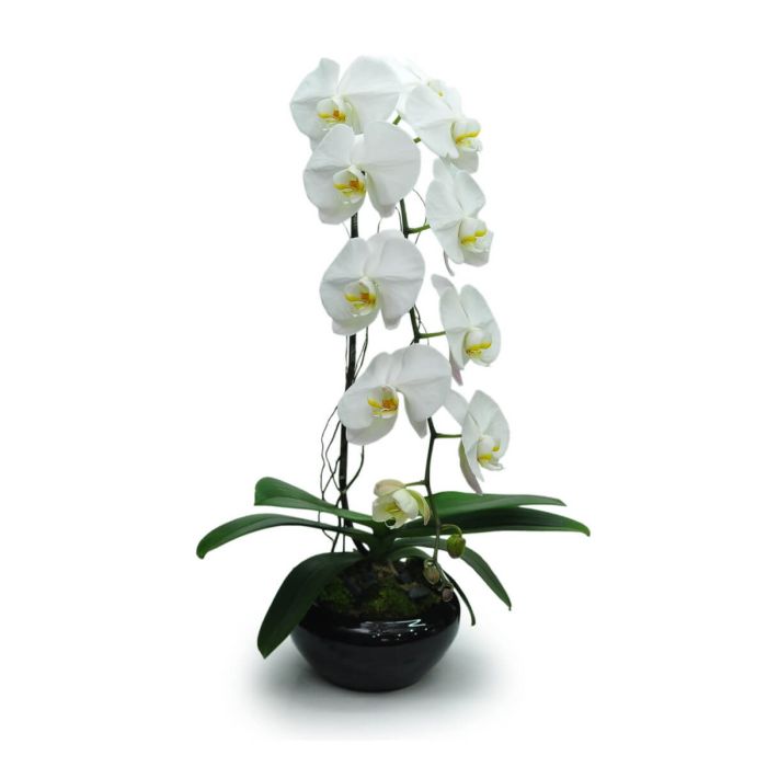 White Orchid 