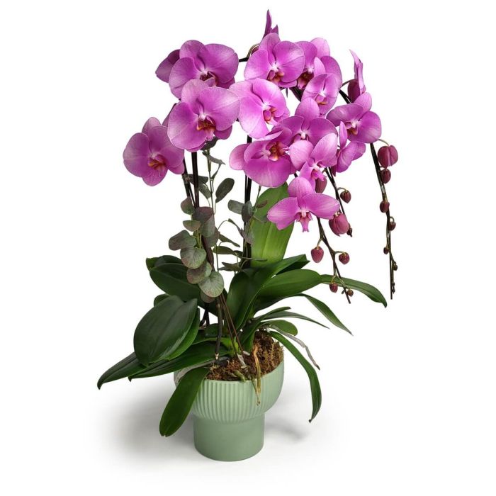 Pink Phalaenopsis